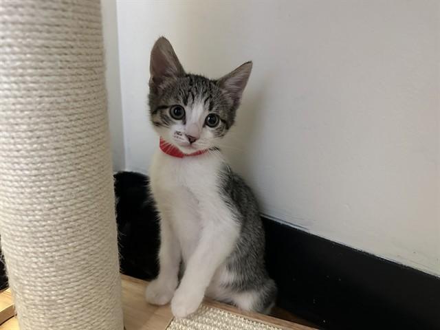 Enlarge MATTY, a Adoptable Domestic Short Hair in Santa Clara, CA image 1/1