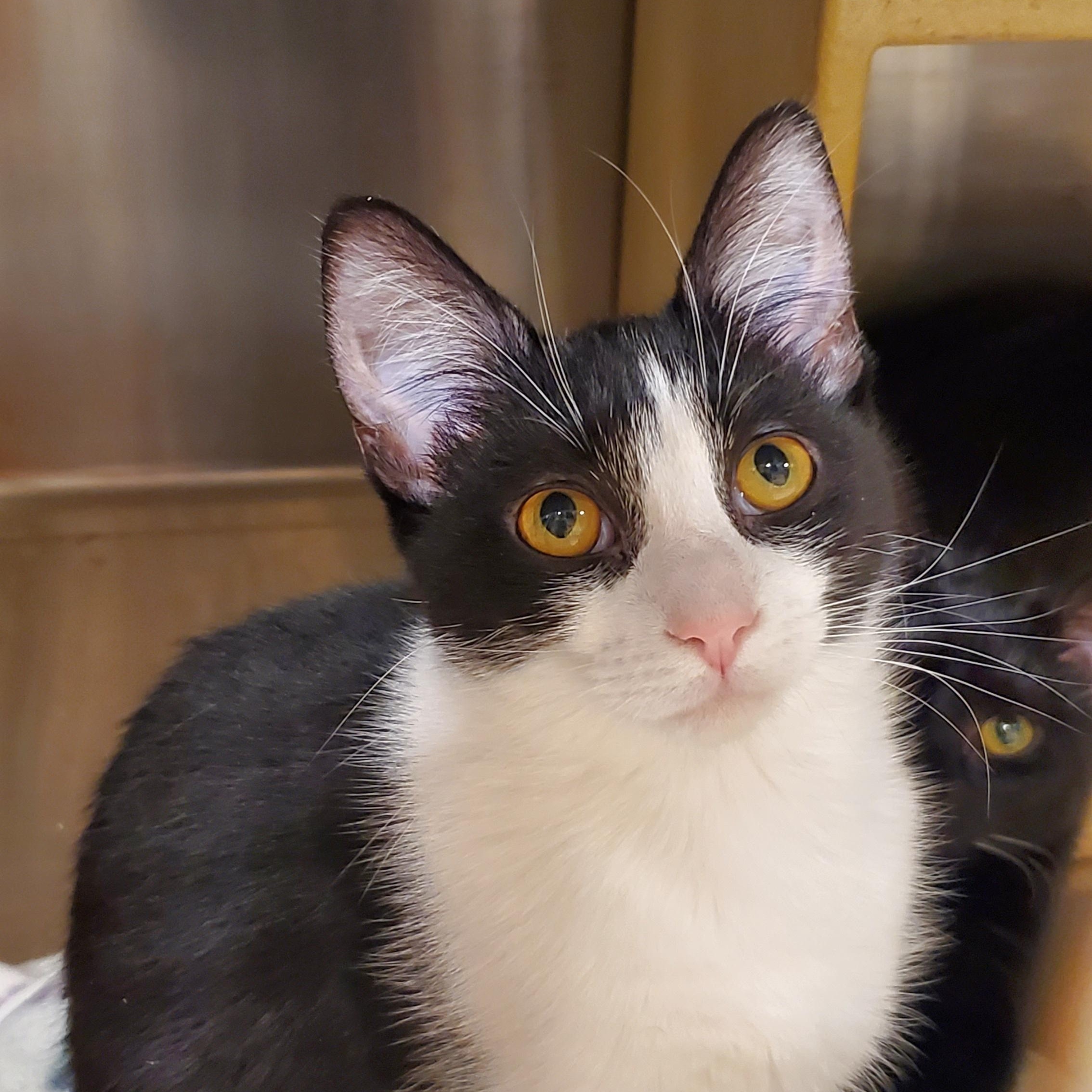 Lula, a ADOPTABLE Domestic Medium Hair in Muncie, IN image 1/3