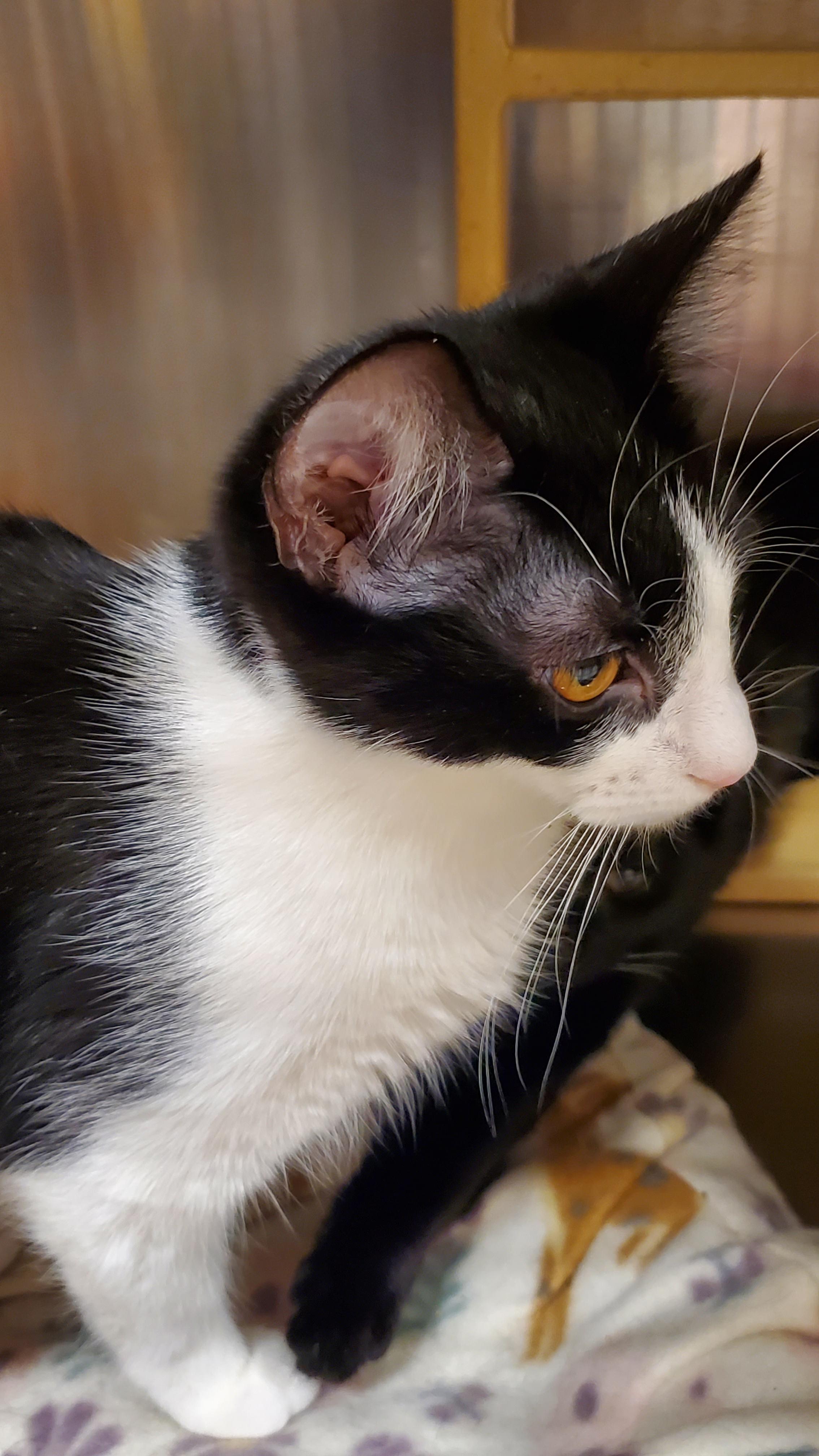 Lula, a ADOPTABLE Domestic Medium Hair in Muncie, IN image 3/3