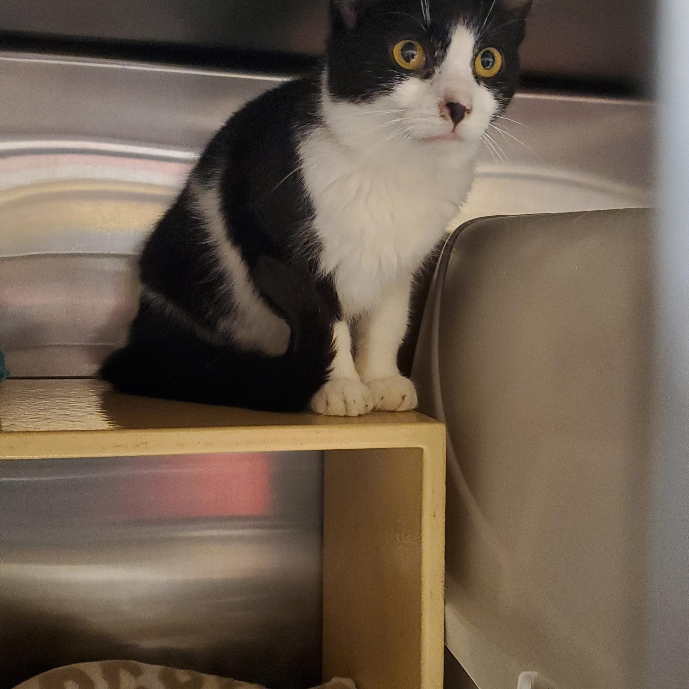 Lula, a ADOPTABLE Domestic Medium Hair in Muncie, IN image 2/3