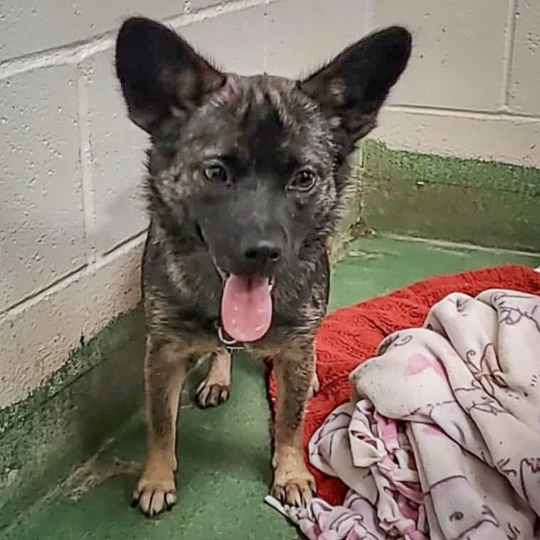 Cora, a Adoptable mixed breed in Huntley, IL image 4/5