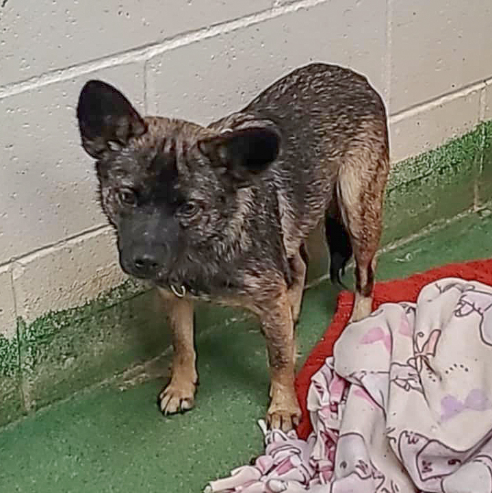 Cora, a Adoptable mixed breed in Huntley, IL image 5/5