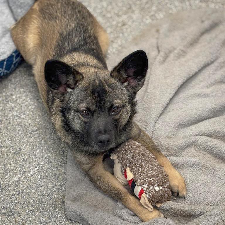 Cora, a Adoptable mixed breed in Huntley, IL image 2/5