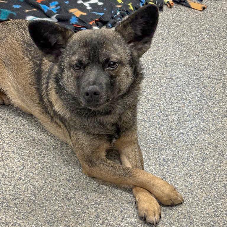 Cora, a Adoptable mixed breed in Huntley, IL image 3/5