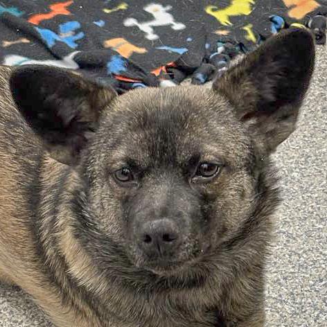 Cora, a Adoptable mixed breed in Huntley, IL image 1/5