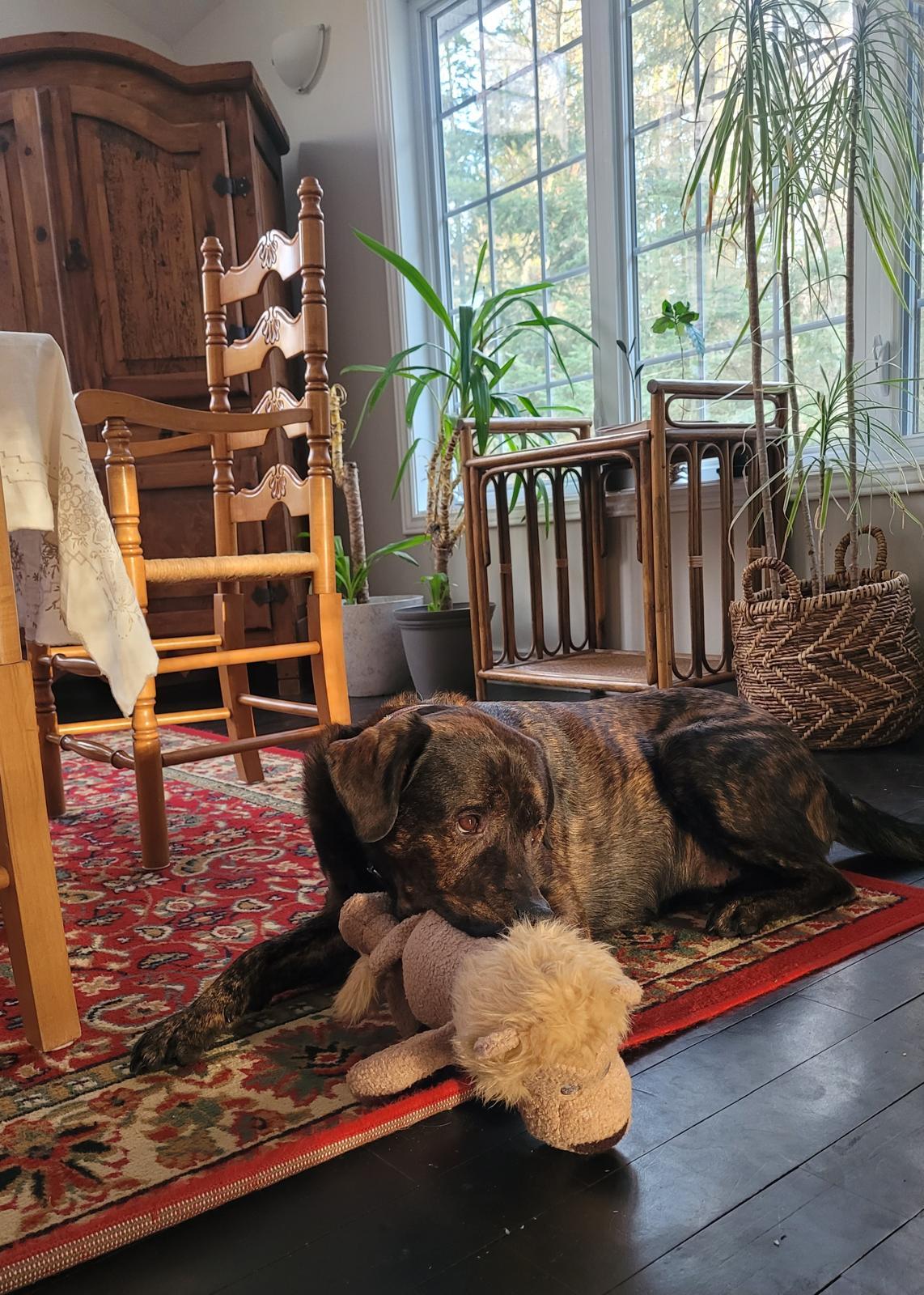 Enlarge Sparky, a ADOPTABLE Chihuahua in Owen Sound, ON image 5/6