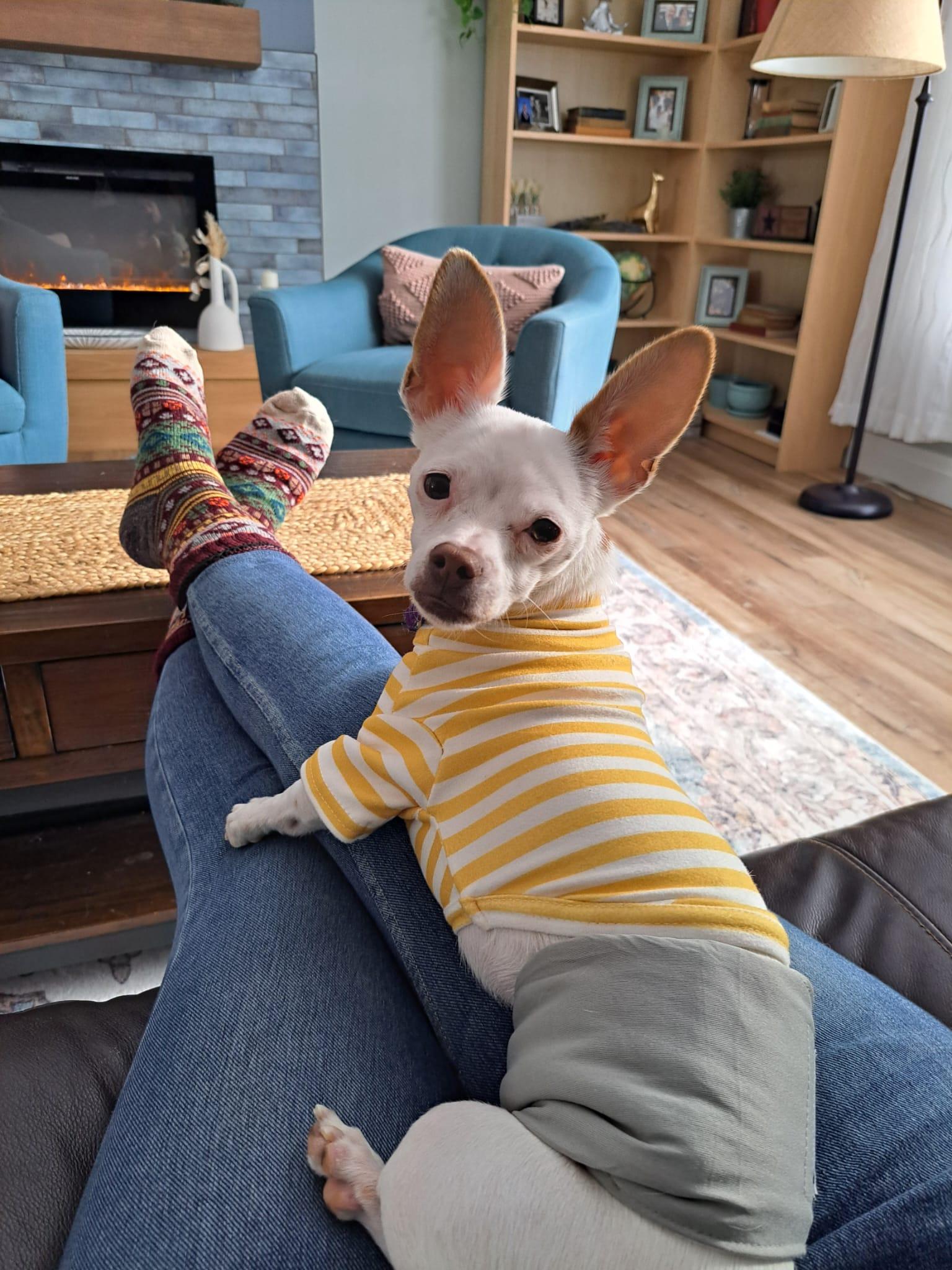 Enlarge Sparky, a ADOPTABLE Chihuahua in Owen Sound, ON image 4/6