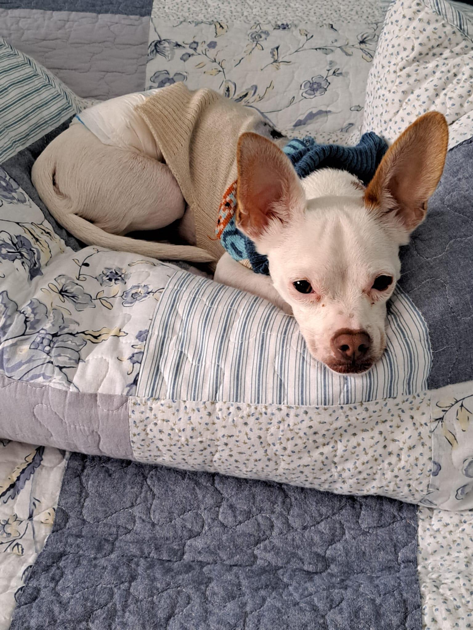 Enlarge Sparky, a ADOPTABLE Chihuahua in Owen Sound, ON image 2/6