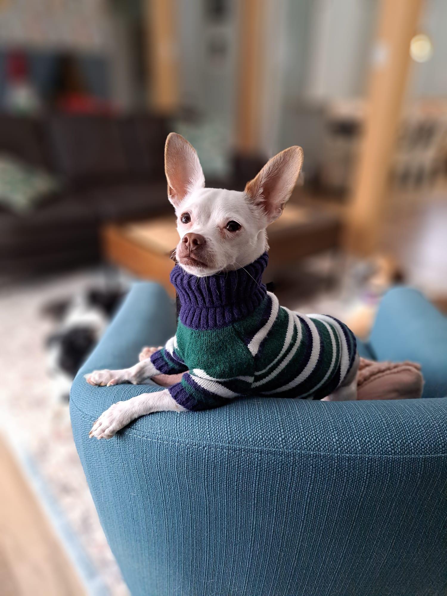 Enlarge Sparky, a ADOPTABLE Chihuahua in Owen Sound, ON image 1/6