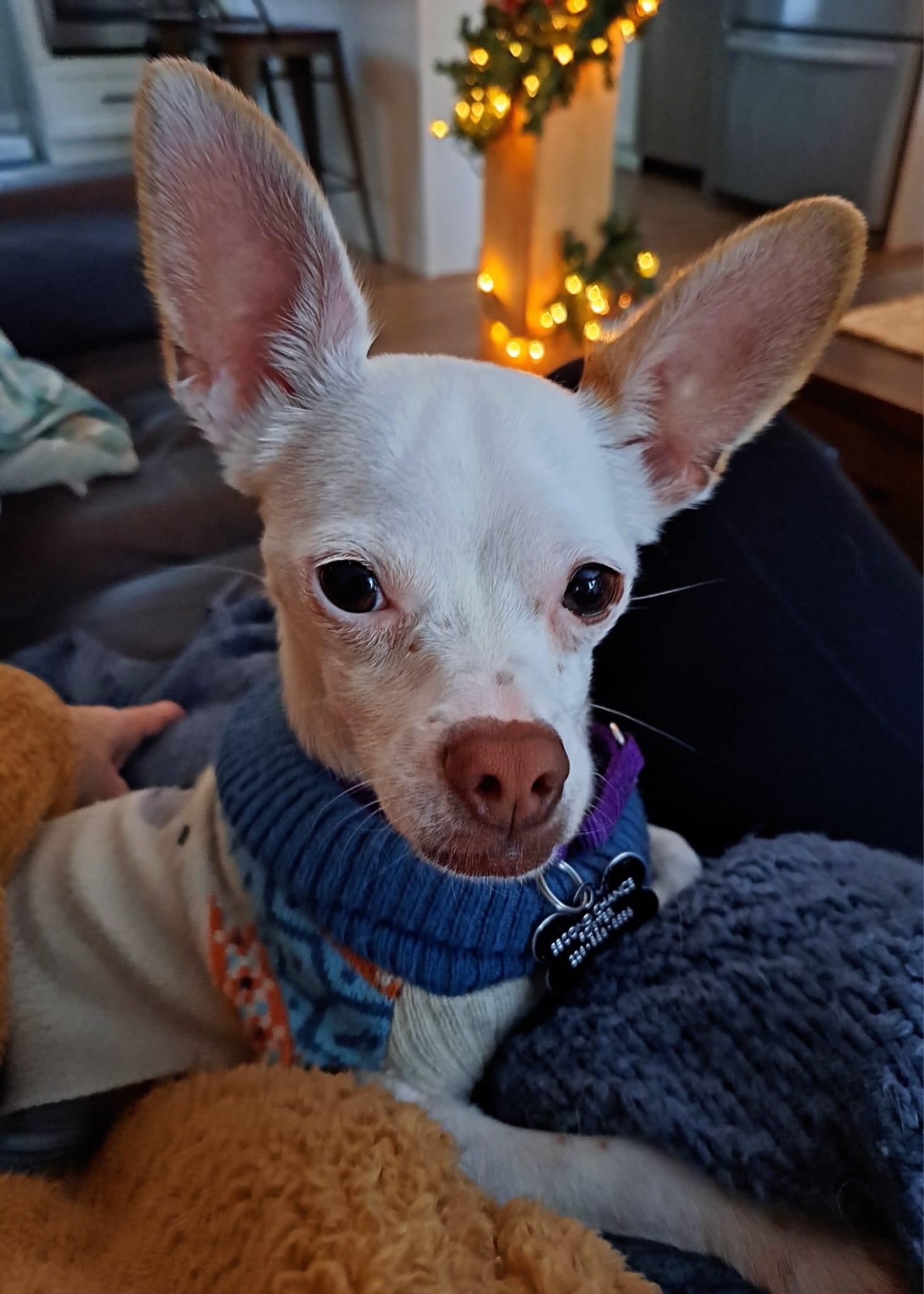 Enlarge Sparky, a ADOPTABLE Chihuahua in Owen Sound, ON image 3/6