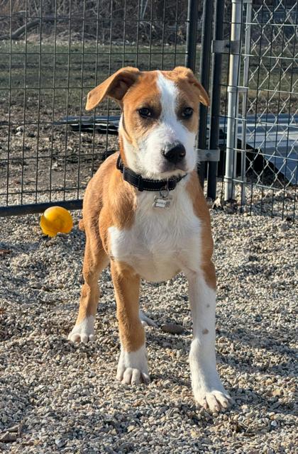 Huddle, Adoptable, Puppy Male Mixed Breed & Mixed Breed.