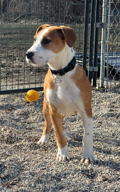 Enlarge Huddle, a Adoptable mixed breed in Burlington, WI image 2/3