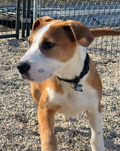 Enlarge Huddle, a Adoptable mixed breed in Burlington, WI image 3/3