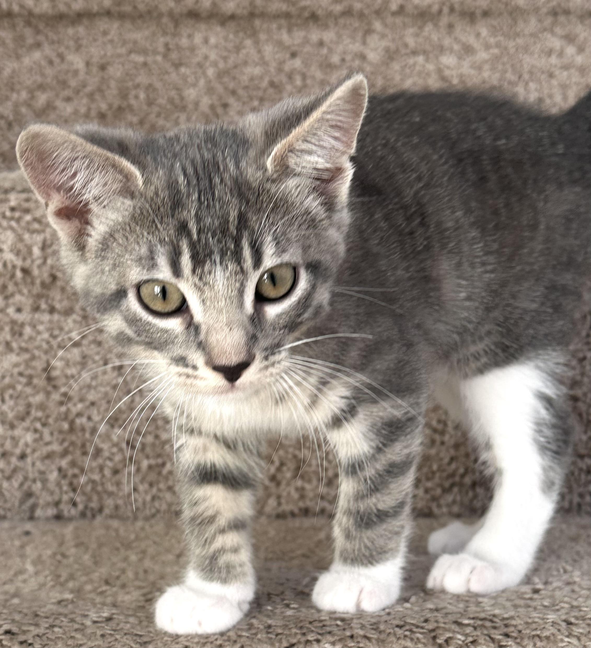 Skye, Baby Female unknown