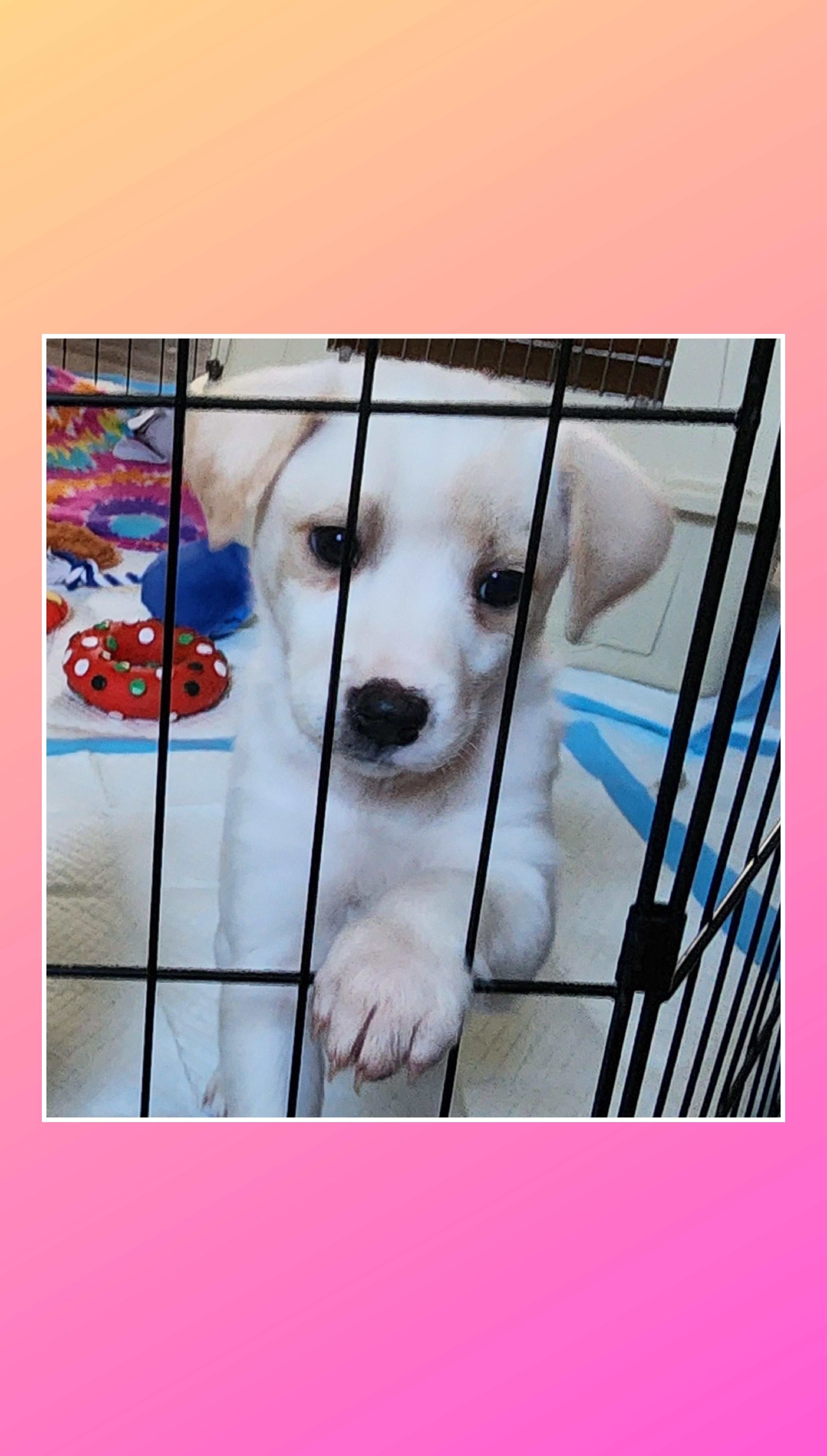 Enlarge Fluffy, a Adoptable mixed breed in Lake Geneva, WI image 3/5