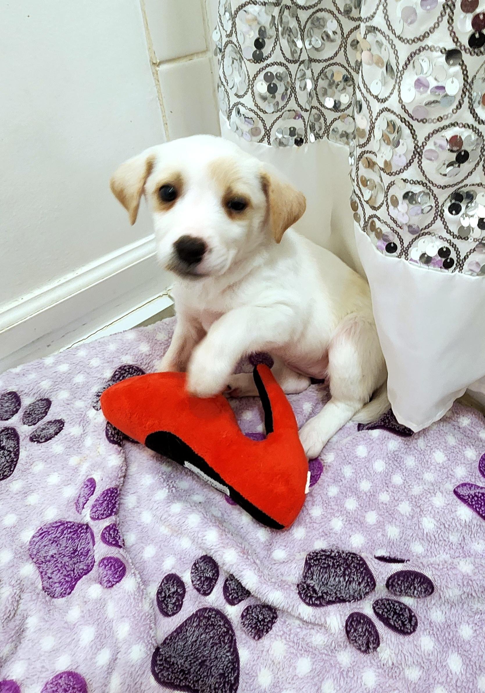 Fluffy, Adoptable, Puppy Female Golden Retriever & Beagle.