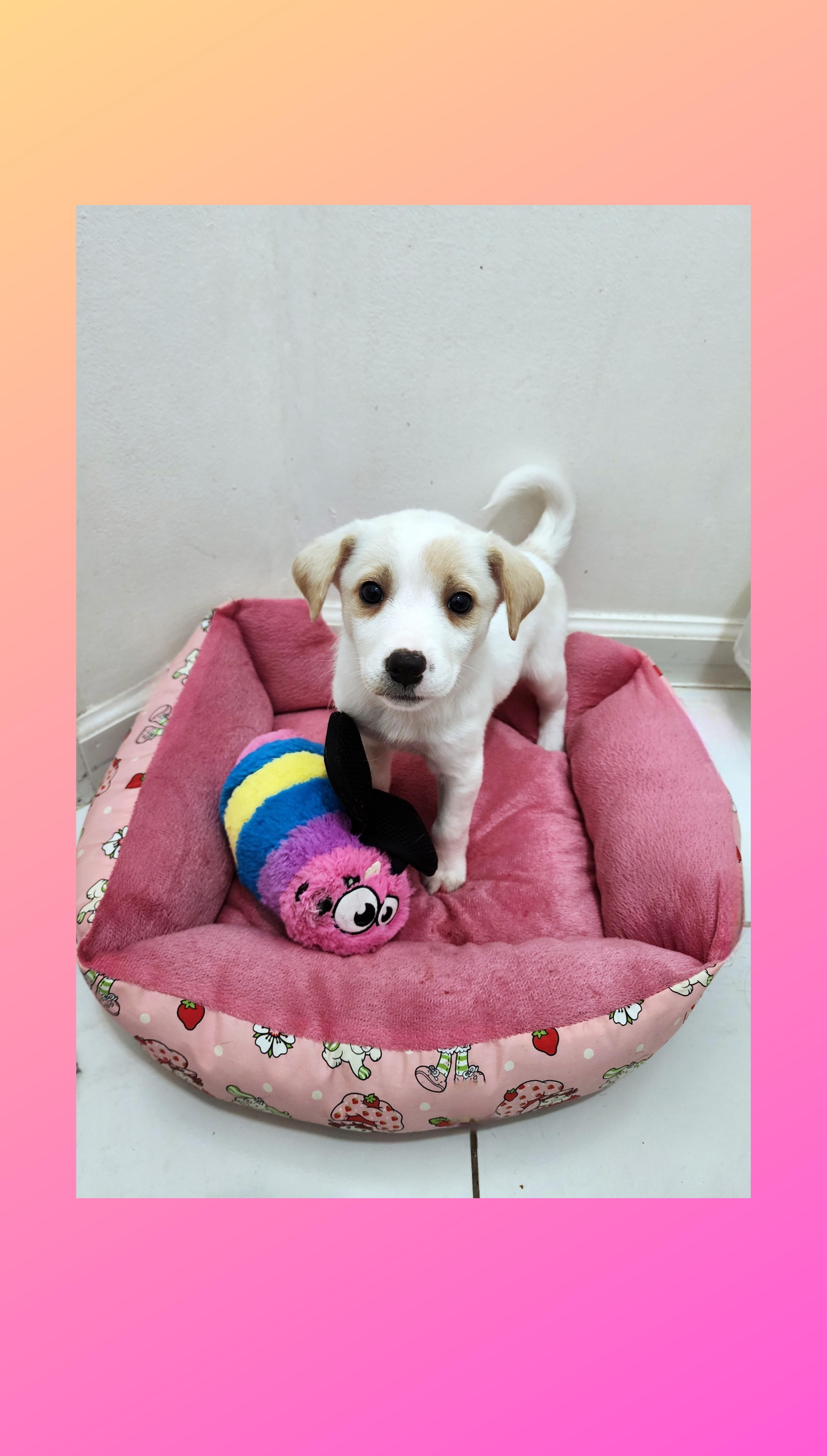 Fluffy, Adoptable, Puppy Female Golden Retriever & Beagle.
