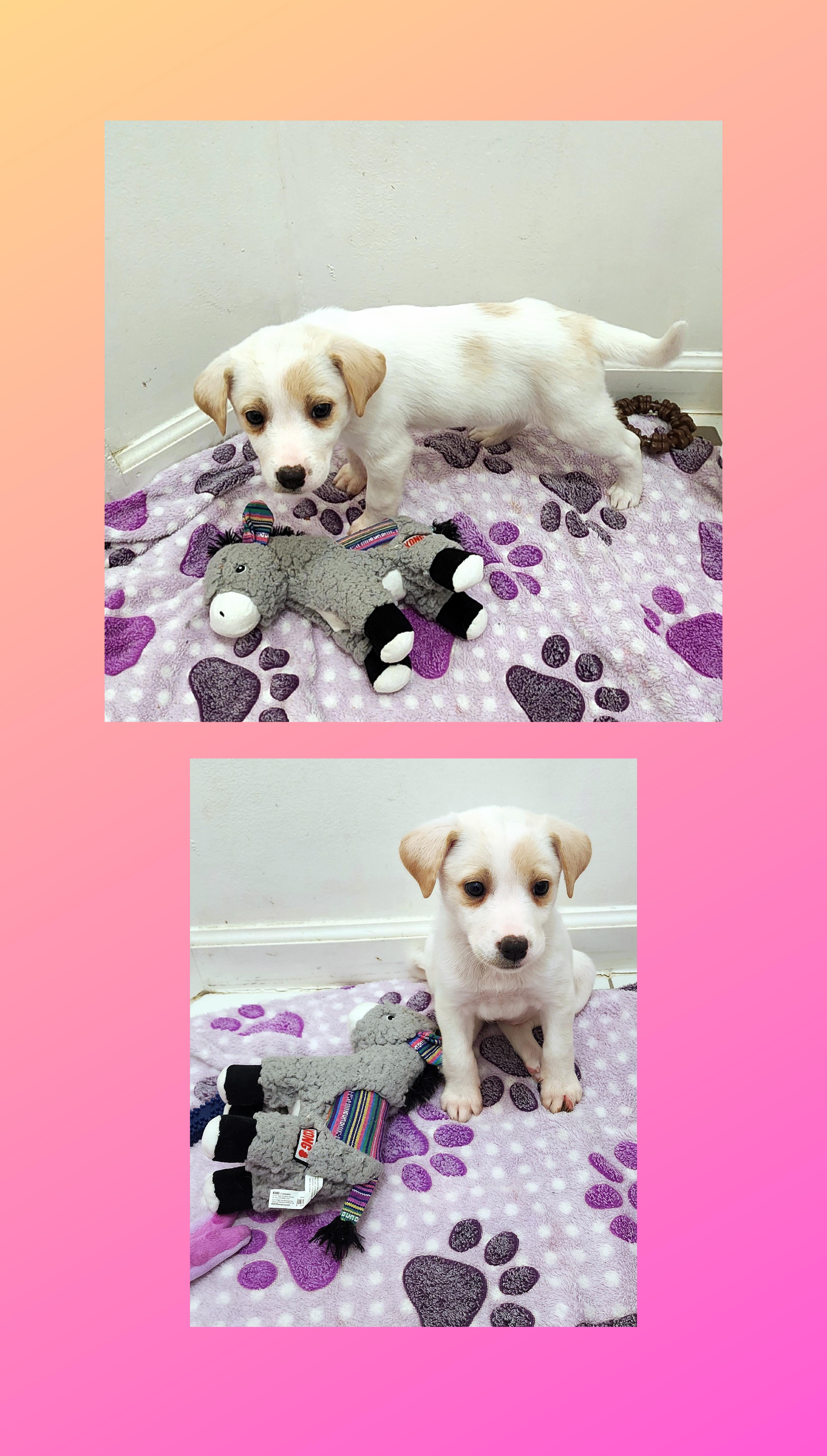 Enlarge Fluffy, a Adoptable mixed breed in Lake Geneva, WI image 4/5