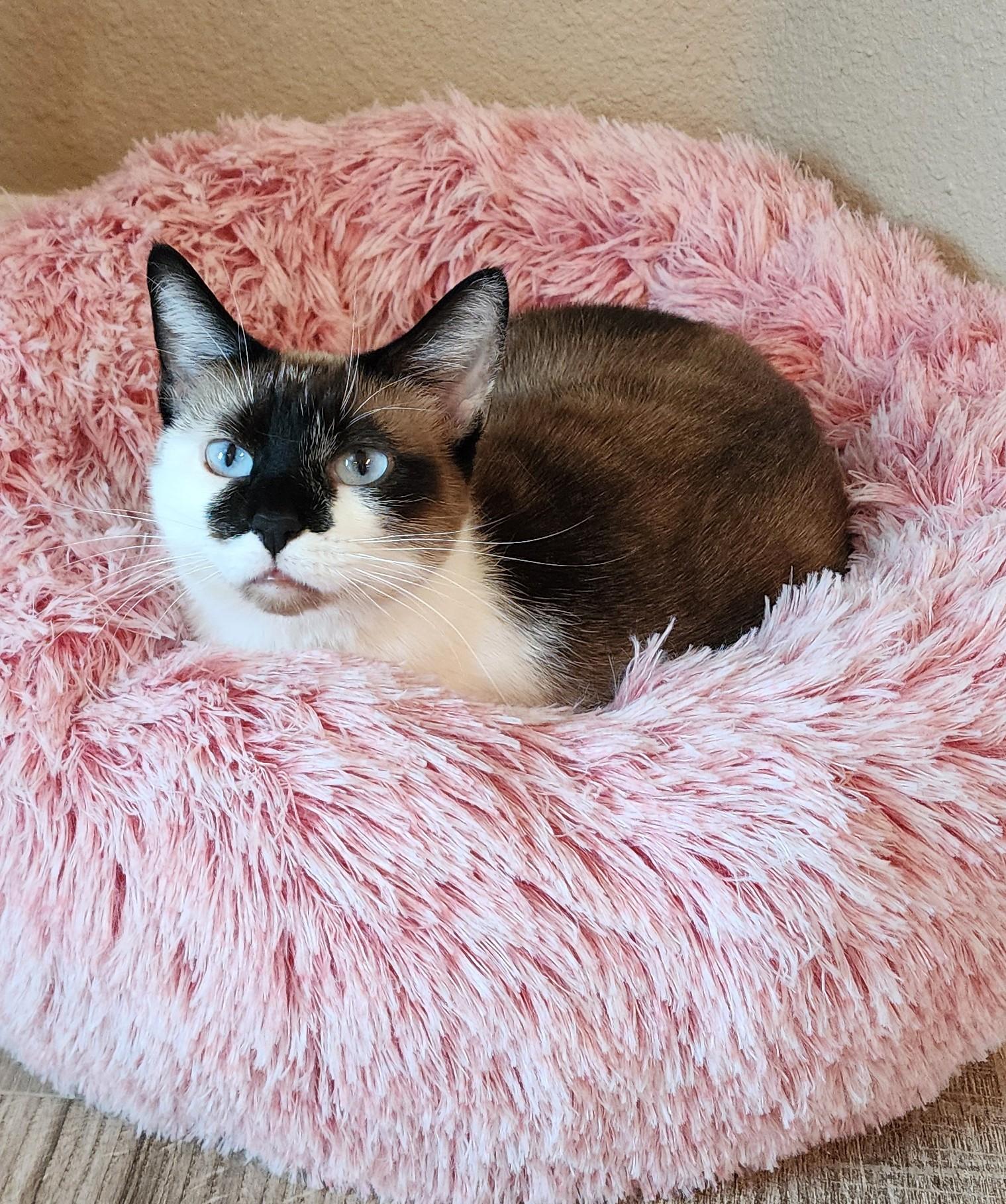 Charlotte, Adoptable, Adult Female Snowshoe & Domestic Short Hair.
