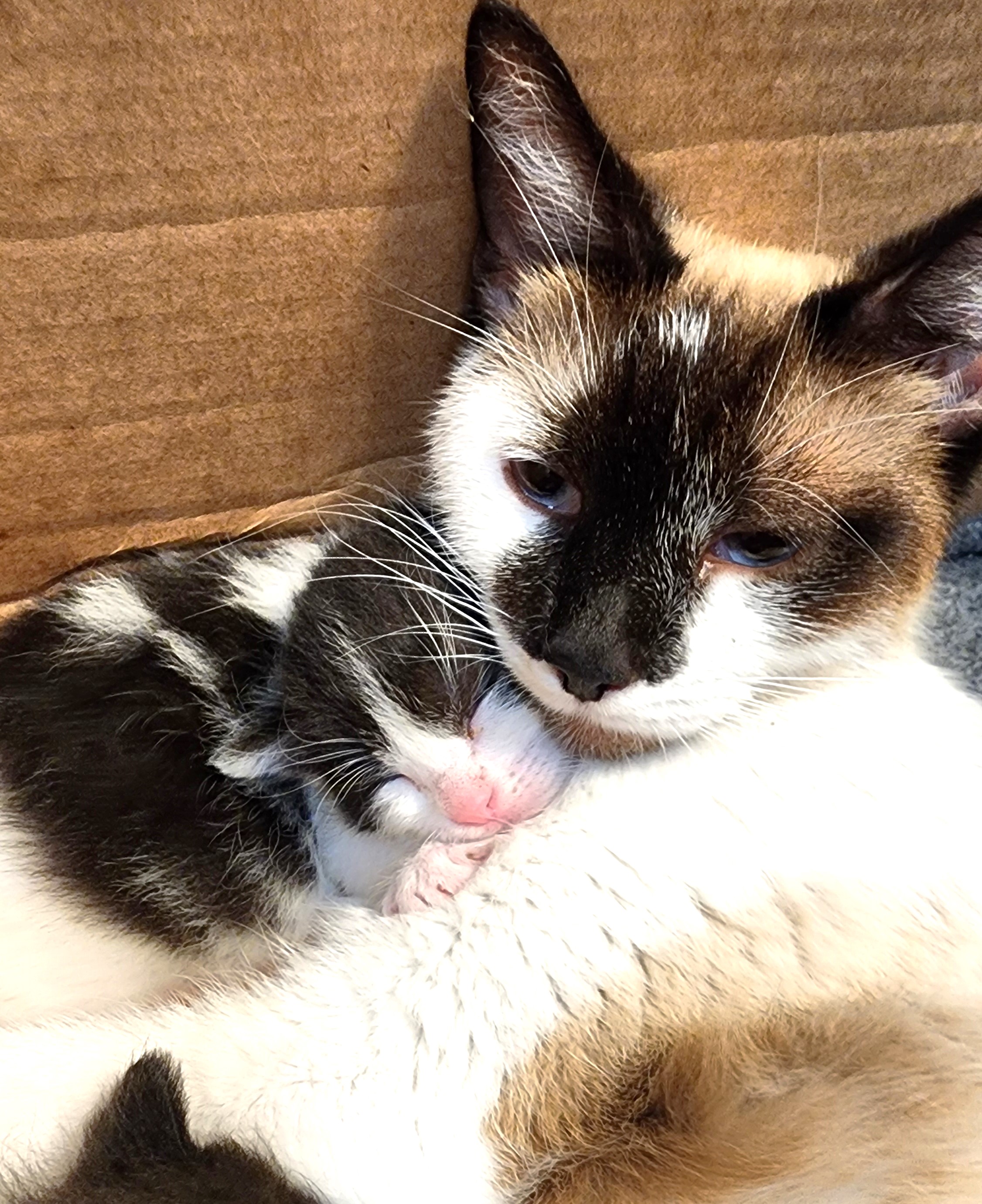 Enlarge Charlotte, a Adoptable mixed breed in Fort Worth, TX image 4/6