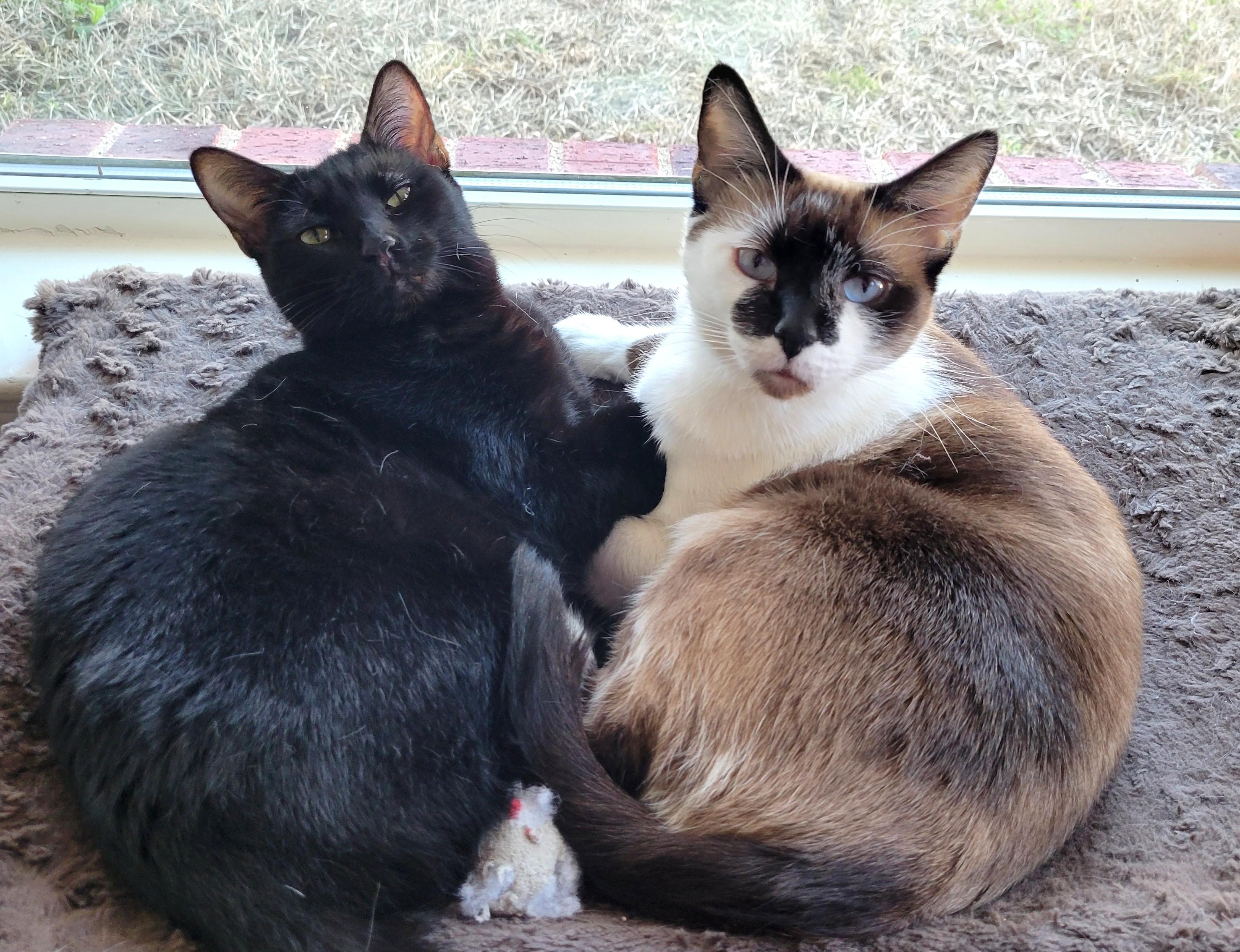 Enlarge Charlotte, a Adoptable mixed breed in Fort Worth, TX image 3/6