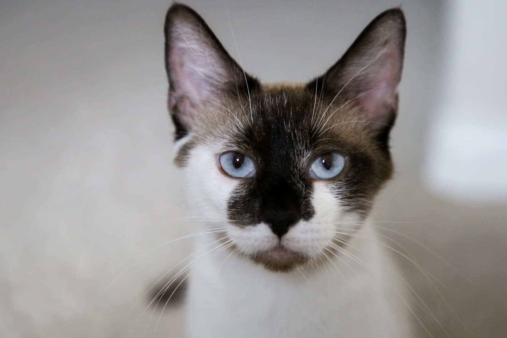 Enlarge Charlotte, a Adoptable mixed breed in Fort Worth, TX image 1/6