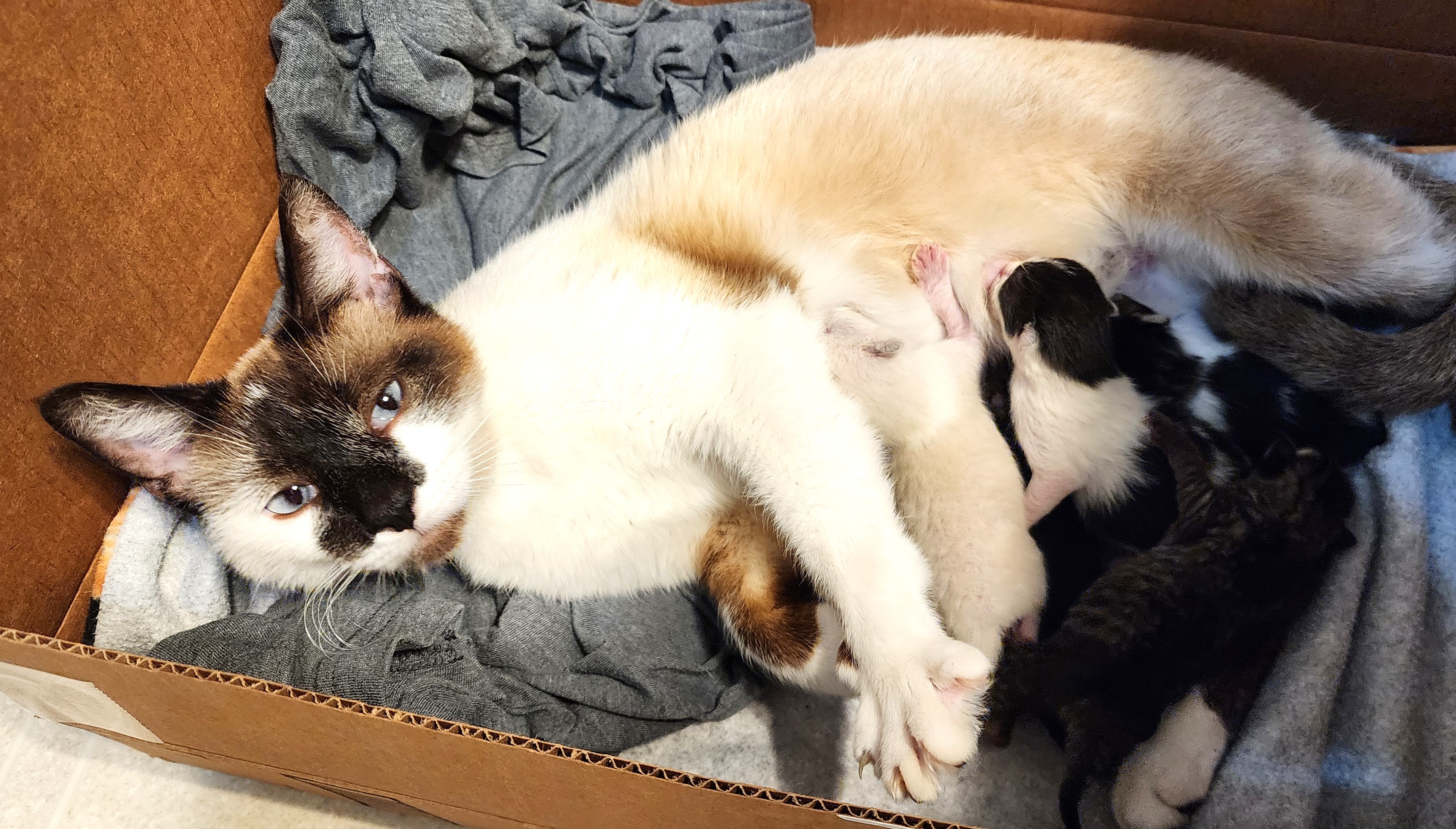 Enlarge Charlotte, a Adoptable mixed breed in Fort Worth, TX image 5/6