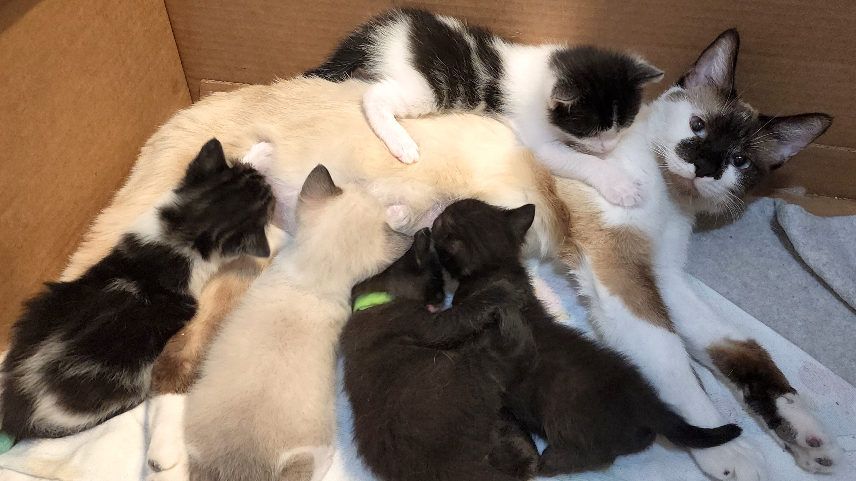 Enlarge Charlotte, a Adoptable mixed breed in Fort Worth, TX image 6/6