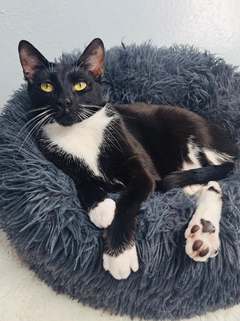 Enlarge Swaddles, a Adoptable mixed breed in Fort Lauderdale, FL image 1/4