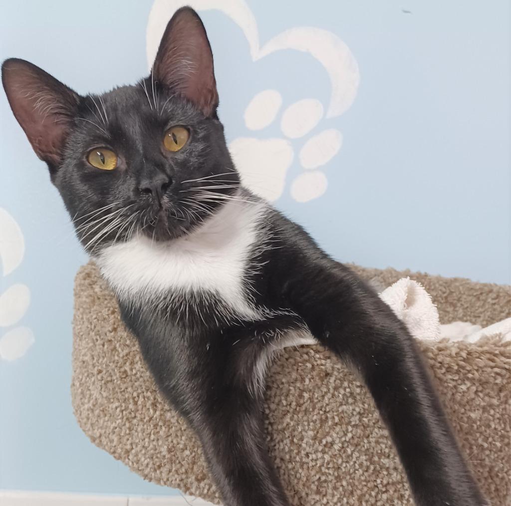 Enlarge Swaddles, a Adoptable mixed breed in Fort Lauderdale, FL image 2/4