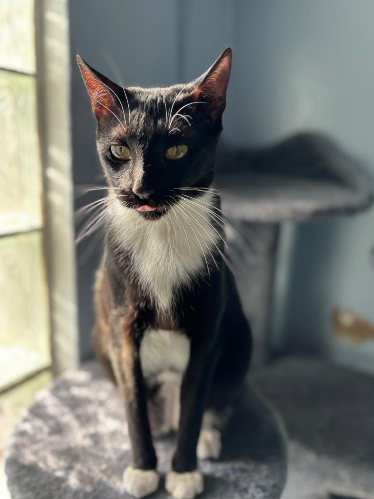 Enlarge Swaddles, a Adoptable mixed breed in Fort Lauderdale, FL image 3/4