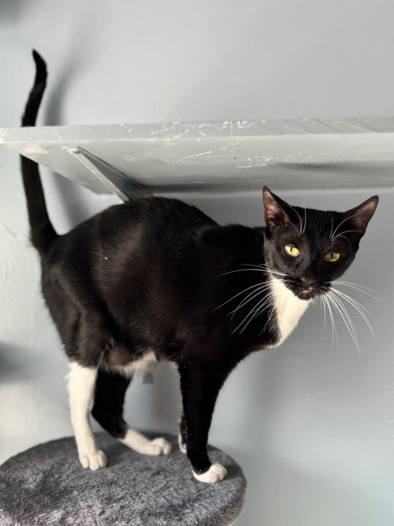 Enlarge Swaddles, a Adoptable mixed breed in Fort Lauderdale, FL image 4/4