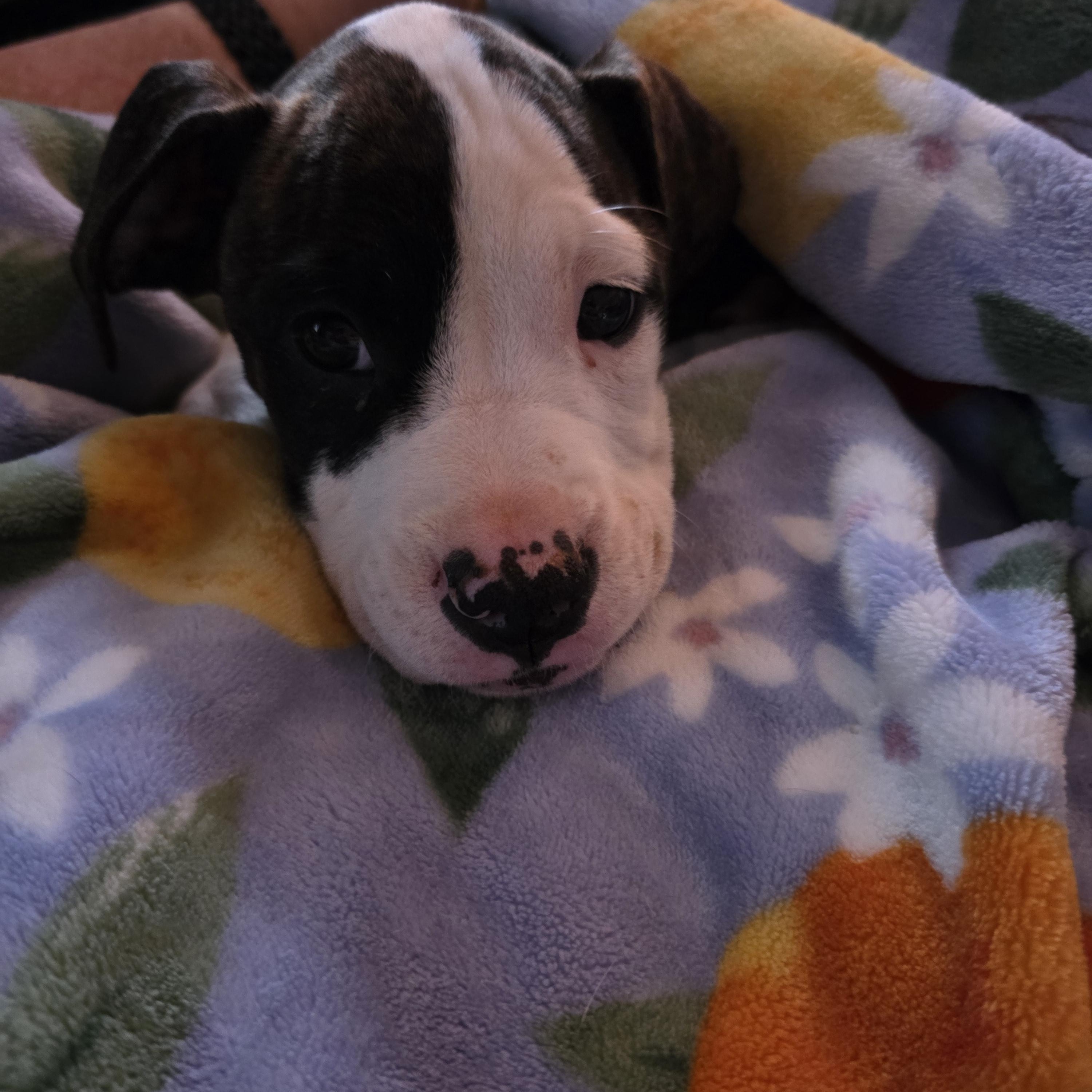 Cupcake, a ADOPTABLE mixed breed in Rock Hill, SC image 5/6