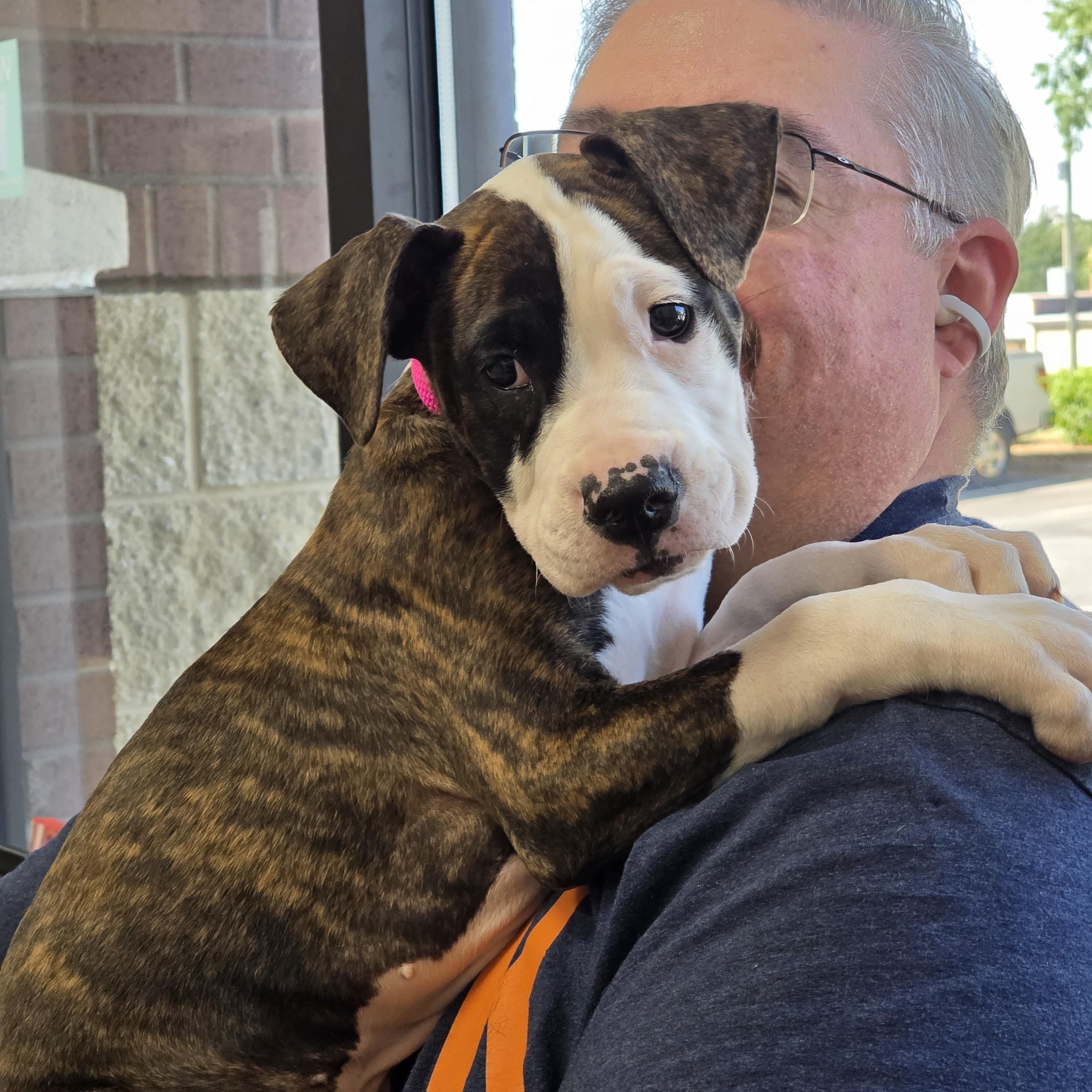 Cupcake, a ADOPTABLE mixed breed in Rock Hill, SC image 2/6