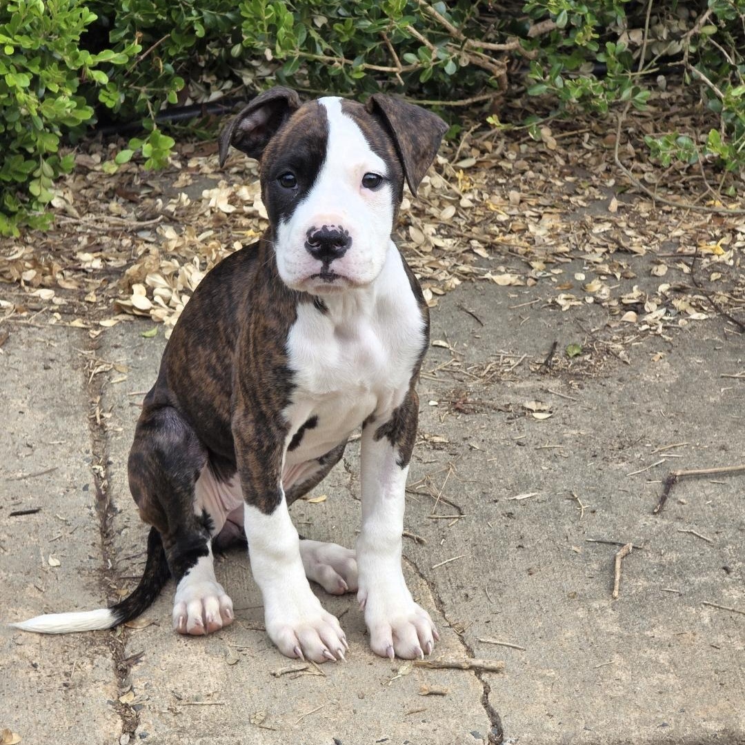 Cupcake, a ADOPTABLE mixed breed in Rock Hill, SC image 1/6