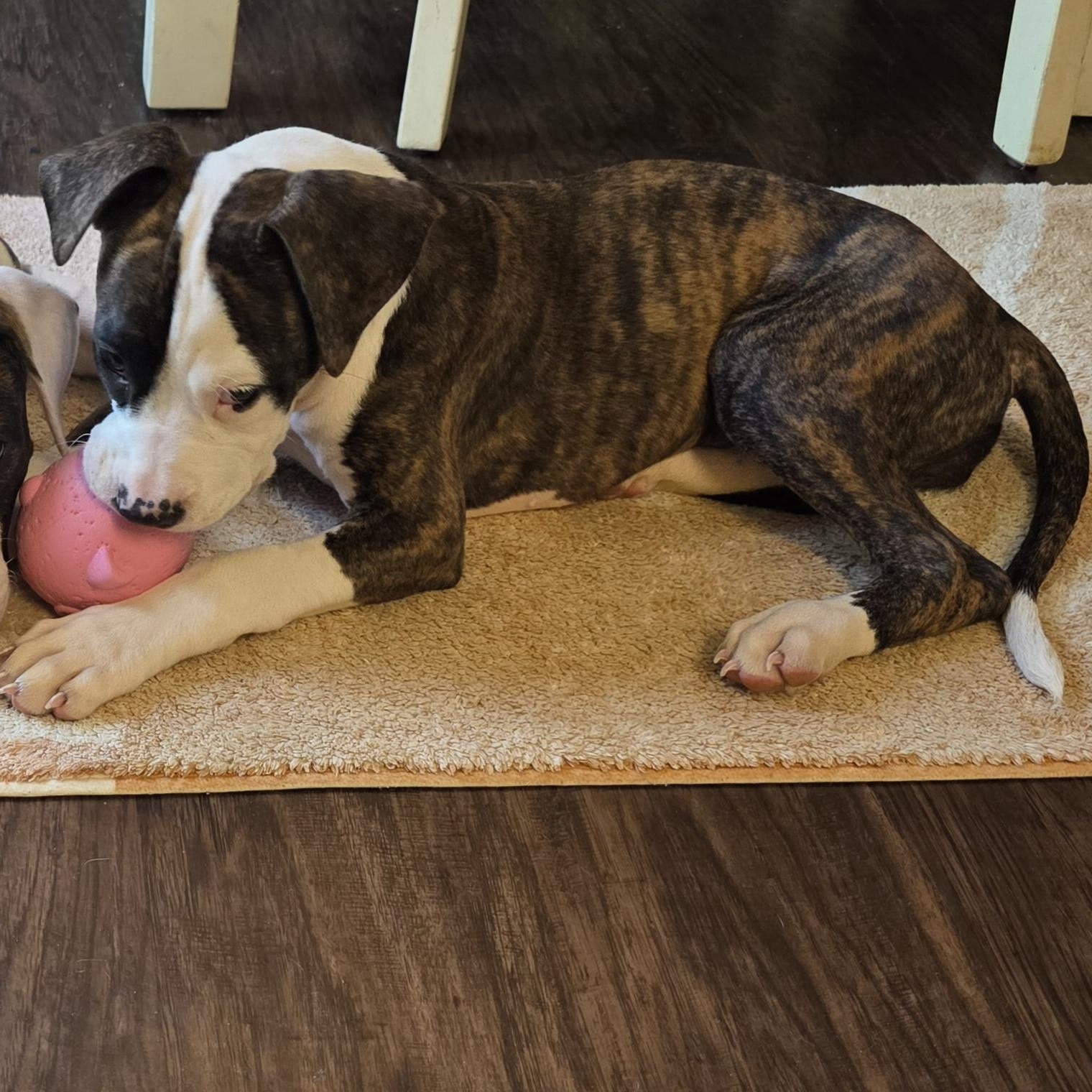 Cupcake, a ADOPTABLE mixed breed in Rock Hill, SC image 3/6