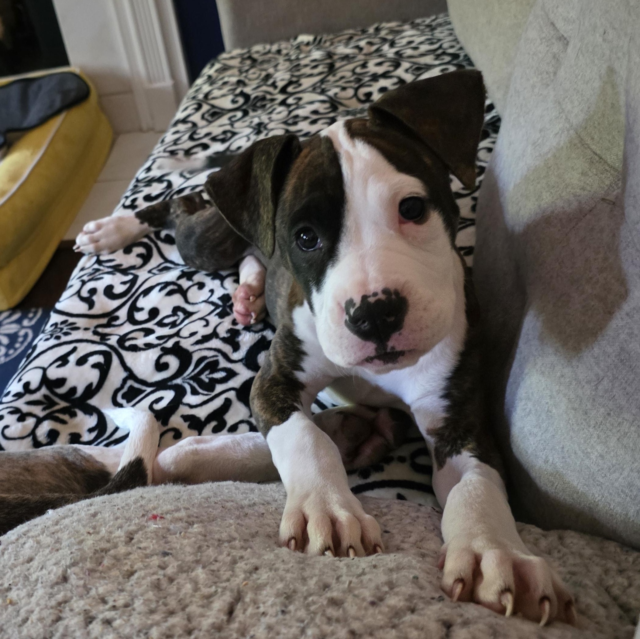 Cupcake, a ADOPTABLE mixed breed in Rock Hill, SC image 4/6