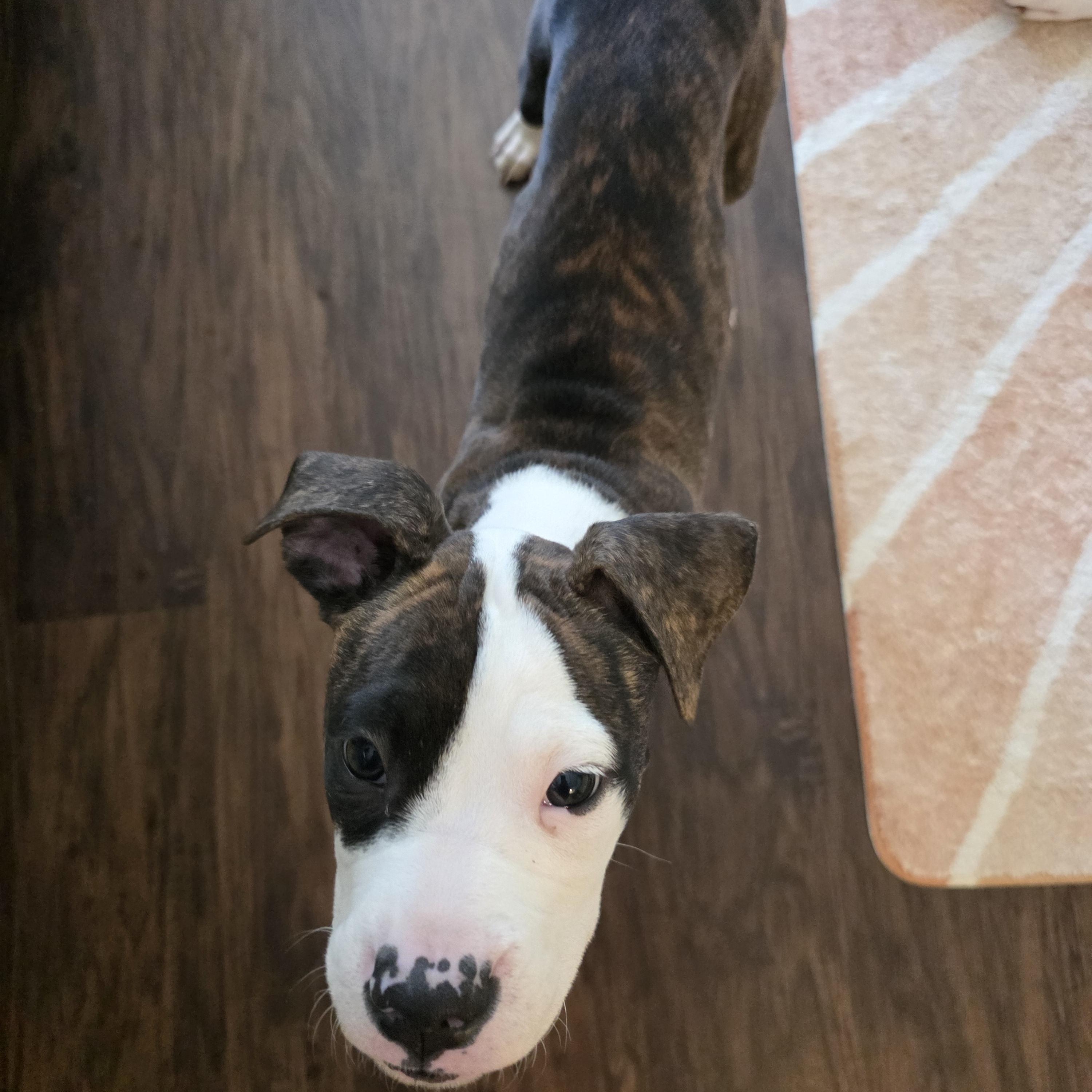 Cupcake, a ADOPTABLE mixed breed in Rock Hill, SC image 6/6