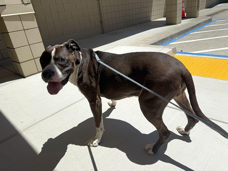 Marnie, a ADOPTABLE Pit Bull Terrier in Berkeley, CA image 6/6