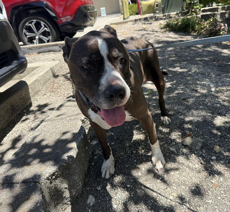 Marnie, a ADOPTABLE Pit Bull Terrier in Berkeley, CA image 2/6