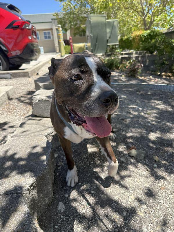 Marnie, a ADOPTABLE Pit Bull Terrier in Berkeley, CA image 4/6
