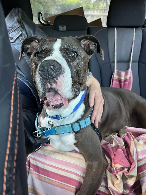 Marnie, a ADOPTABLE Pit Bull Terrier in Berkeley, CA image 3/6