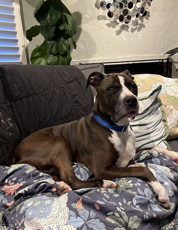 Marnie, a ADOPTABLE Pit Bull Terrier in Berkeley, CA image 1/6