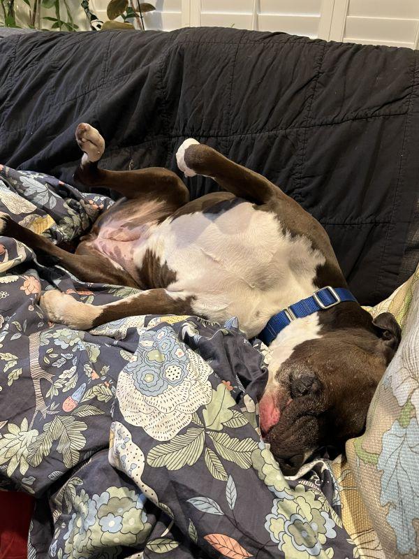Marnie, a ADOPTABLE Pit Bull Terrier in Berkeley, CA image 5/6