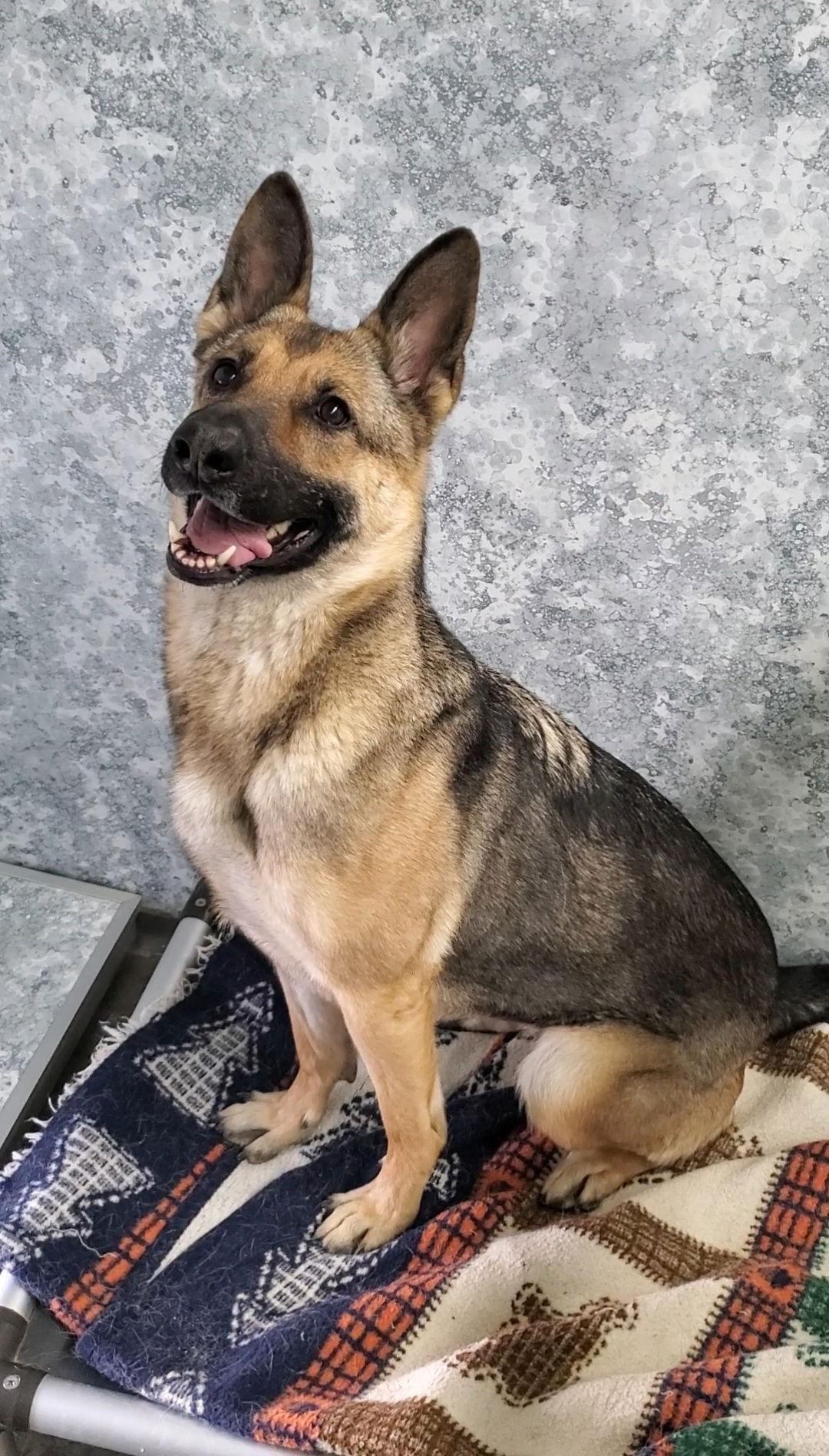 Molly Mae, Adoptable, Adult Female German Shepherd Dog.