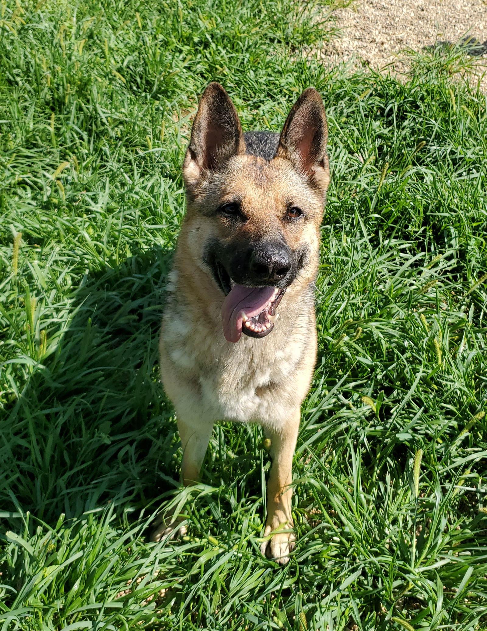 Enlarge Molly Mae, a Adoptable German Shepherd Dog in Estherville, IA image 2/6