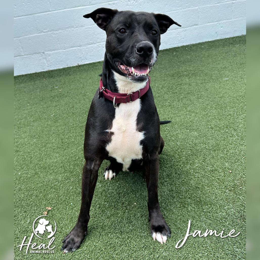 Jamie, Adoptable, Adult Male Pit Bull Terrier & Black Labrador Retriever.