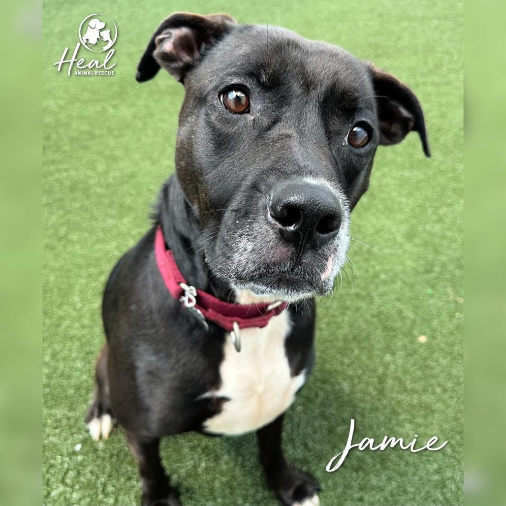 Jamie, a Adoptable mixed breed in Youngwood, PA image 2/4