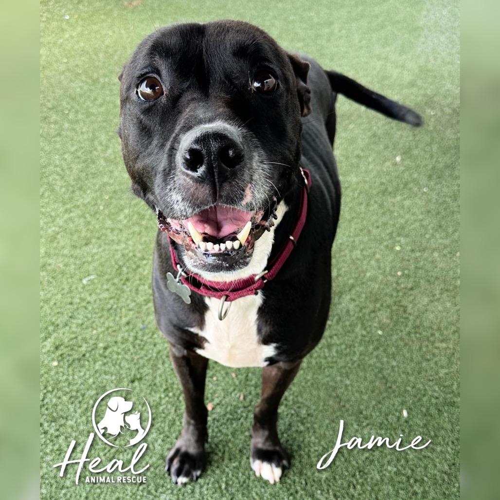 Jamie, a Adoptable mixed breed in Youngwood, PA image 3/4