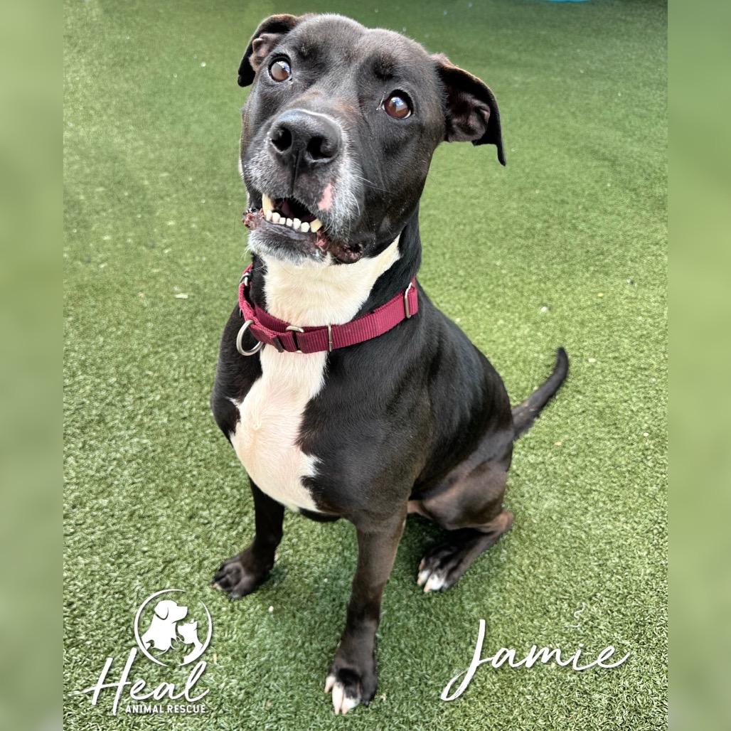 Jamie, a Adoptable mixed breed in Youngwood, PA image 4/4